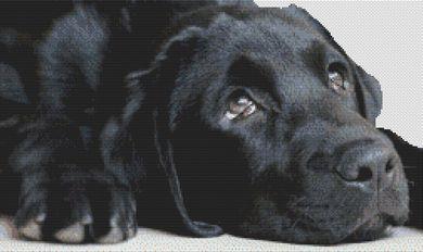 (image for) Black Lab Sighs